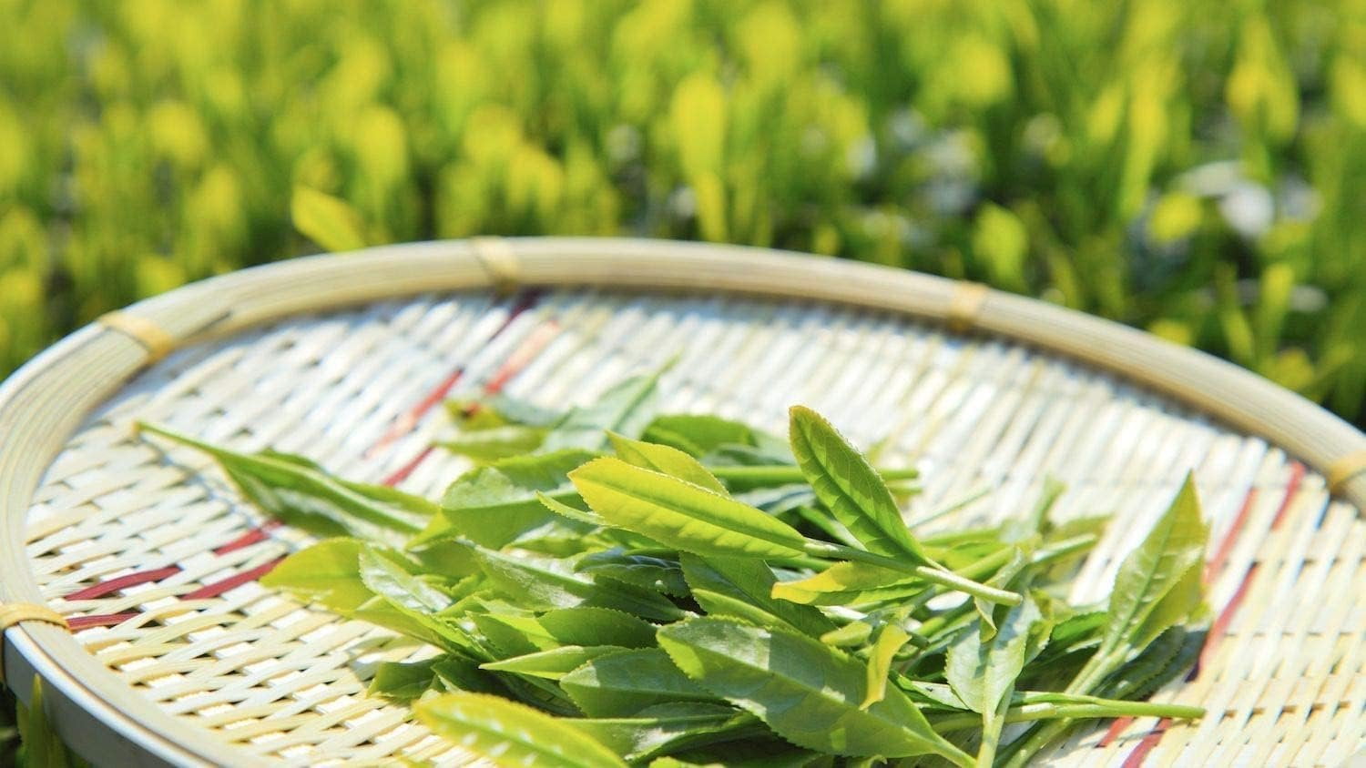 Camellia Sinensis - 4 Inch Container - Large & Beautiful Live Tea Plant - Brew Your Own Black, White, Green & Oolong Tea
