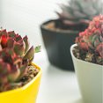 thumbnail image 3 of pitrice Simple Flower Pot Set Planter Succulent Plants Large Opening Bottom Tray Indoor Flowerpot Household Durable Holder White, 3 of 9