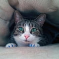 thumbnail image 4 of Pretty Claws Sapphire Glitter Nail Caps for Cats - Medium Size - 60 Pack ~ Stylish, 4 of 4