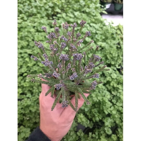 August Breeze Farm Kalanchoe Mother of Millions Live Houseplant, Home and Garden