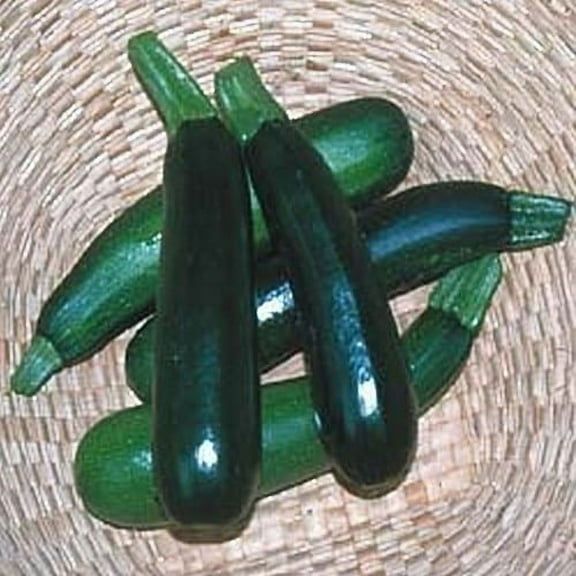 Squash Zucchini Black Beauty Garden Heirloom Vegetable Seeds by Seed Kingdom (1 Lb Seeds)