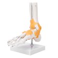 thumbnail image 2 of Wchiuoe Modèle d'Enseignement Anatomique du Ligament du Squelette Humain Adulte Modèle de Pied, 2 of 8