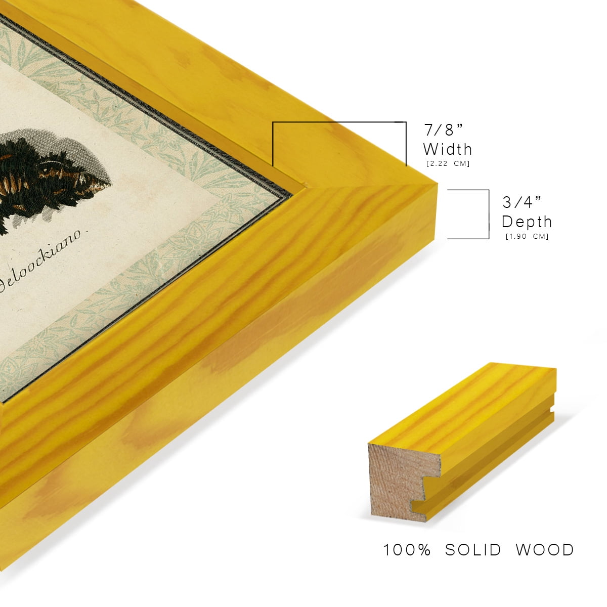 Bookplate Shells I - Framed Print w/glass - Sunflower Yellow