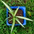 thumbnail image 5 of Uxcell 11.8" x 11.8" Square ABS Plant Grid Flowerpot Soil Protector Cover, Brown 2 Pack, 5 of 5