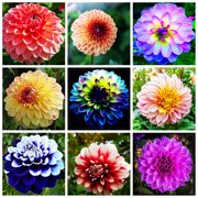 Dahlia Bulbs Planting Bulbs Ornamental Garden Perennial Hard-Resistant Seedless Non-Artificial Herbs Home Decoration Attractive Experience