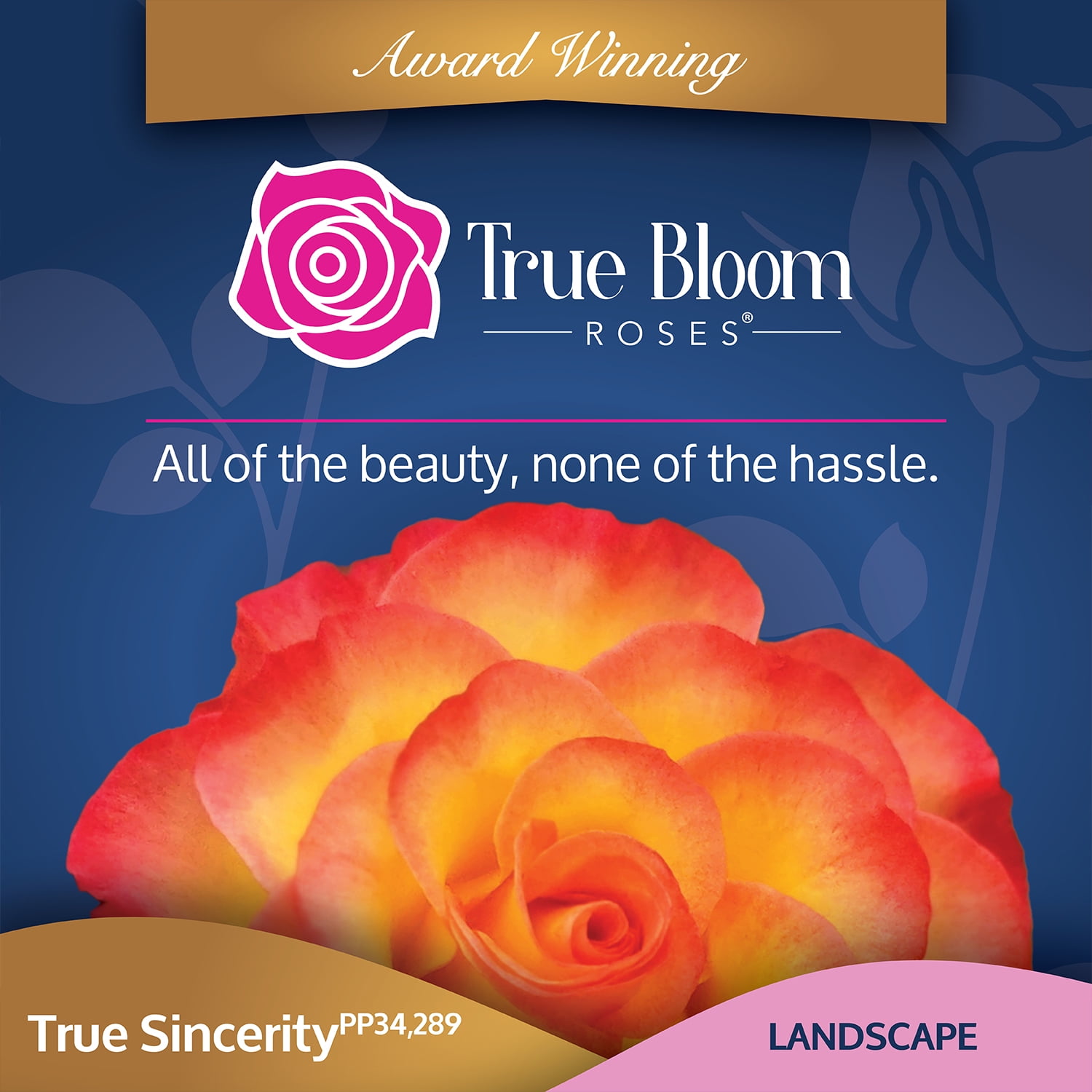 True Bloom 'True Sincerity' PP28929 Pink & Yellow Rose Bush, 8Qt. Pot, Full Sun, Live Plant