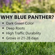 Blue Panther 25lb Blue Panther Seed 11980