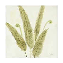 Trademark Fine Art 'Forest Ferns II' Canvas Art by Albena Hristova