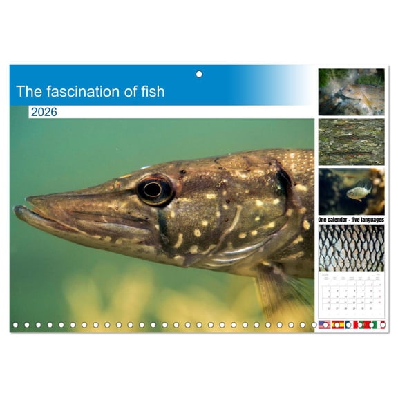 The fascination of fish (Monthly Wall Calendar 2026 16.5 x 23.4 (open)), CALVENDO 14 Month Calendar