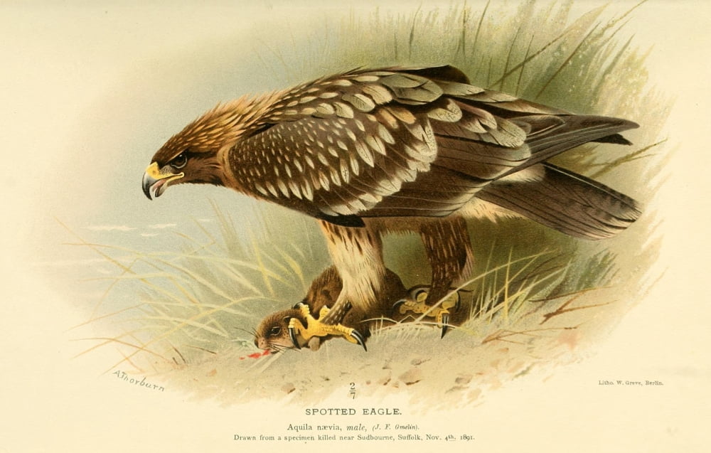 Birds Of The Britis