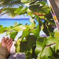 thumbnail image 5 of Happy Summer Pictures Photography Backdrops Background BBQ Party Event Wall Decoration Photo Backdrop Palm Tree, 5 of 5