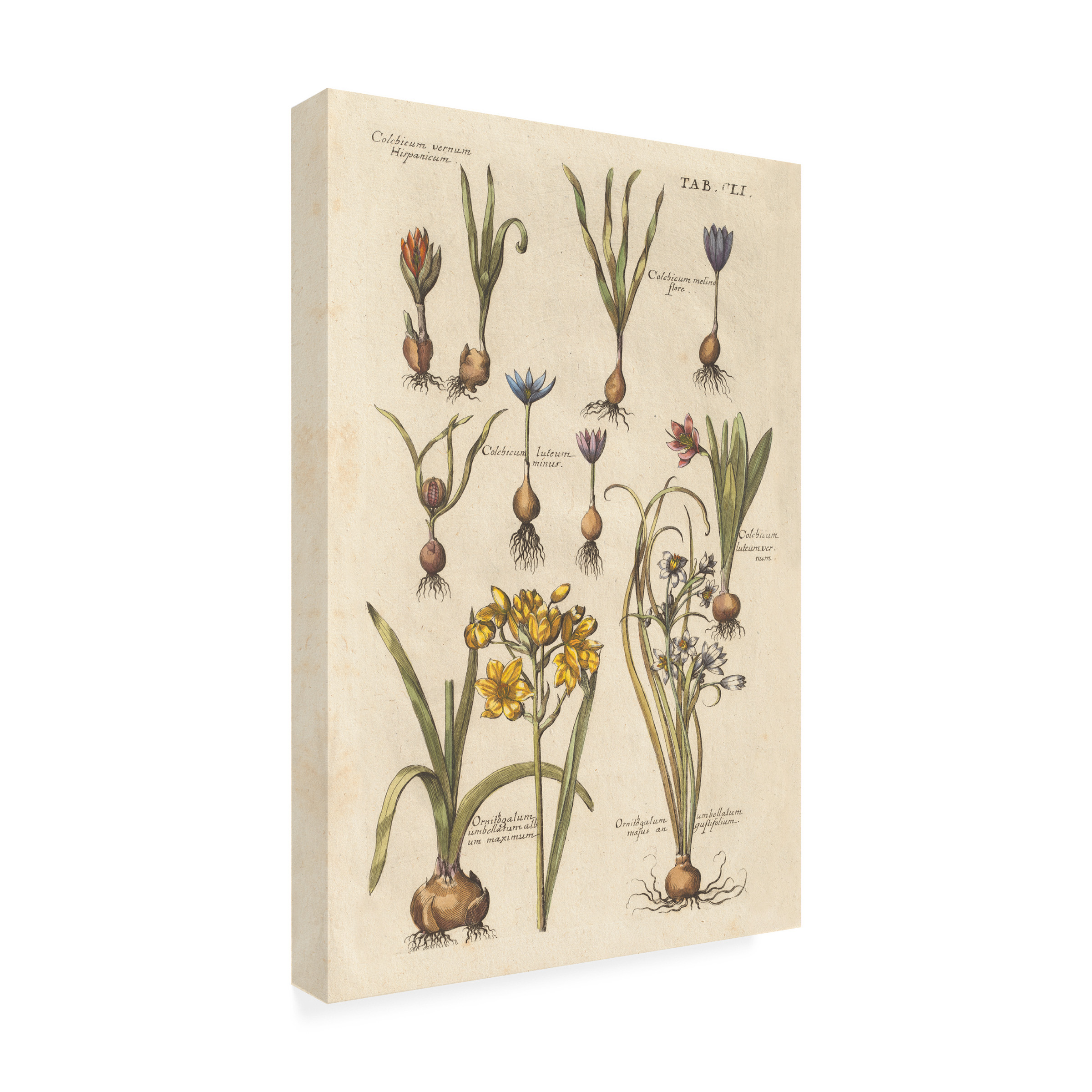 Trademark Fine Art 'Vintage Florilegium II' Canvas Art by Wild Apple Portfolio