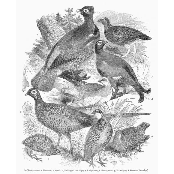 Small-Game Birds. /Ngrouse, Pheasant, Quail, Ptarmigan, And Partridge. Wood Engraving, 19Th Century. Poster Print by  (18 x 24)