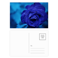 thumbnail image 1 of Dark Blue Roses Flowers Postcard Set Birthday Mailing Thanks Greeting Card, 1 of 3