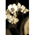 thumbnail image 2 of Ryan, Cinzia 11x14 White Modern Wood Framed Museum Art Print Titled - Exotic Blooms, 2 of 4