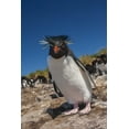 thumbnail image 2 of Illg, Cathy and Gordon 17x24 Gold Ornate Wood Framed with Double Matting Museum Art Print Titled - Falkland Islands, Bleaker Is Rockhopper penguin, 2 of 4