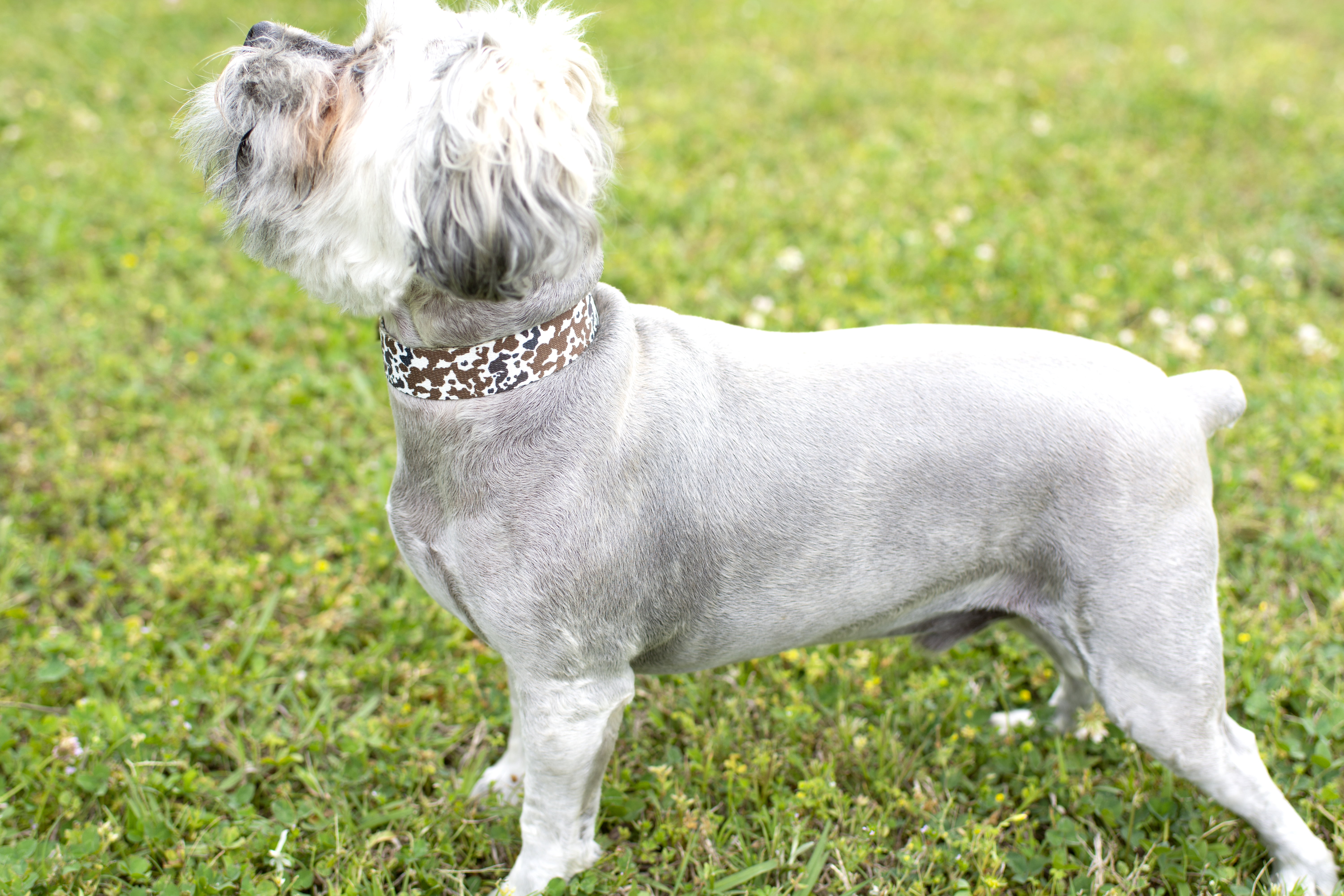 Country Brook Petz® Premium Cow Print Dog Collar, Small
