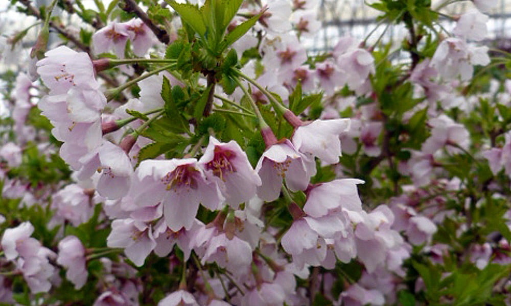 Little Twist Flowering Cherry Tree - Prunus - Hardy - 4" Pot - Walmart.com