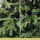 thumbnail image 2 of Árbol de Navidad Artificial Artego 220 Cm Ponderosa Pine Premium con Base de Metal, 2 of 8