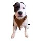 thumbnail image 3 of Pechera De Piel Ajustable Para Perro, Talla 4, 3 of 5