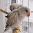 thumbnail image 3 of Bird Spiral Cotton Rope Climbing Standing Toy Bird Cage Accessories For Large Medium Small Parrots, 3 of 9