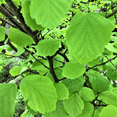 thumbnail image 5 of American Witch Hazel Hamamelis Virginiana Plant, American Witch Hazel Plant 6'' Tall, Outdoor Planting, 5 of 5