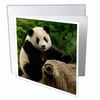 3dRose Giant panda bears, Wolong China Conservation, CHINA-AS07 POX0375 - Pete Oxford, Greeting Cards, 6 x 6 inches, set of 6