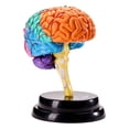 thumbnail image 1 of Modelo de Cerebro, Modelo de Anatomía, Herramienta 4D, Modelo de Cerebro para Enseñar Estudiantes, Aprendizaje de Biología, Jug, 1 of 9