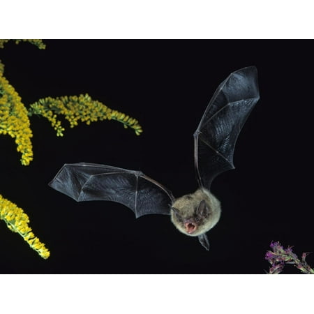 Little Brown Bat, Myotis Lucifugus, in Flight with its Mouth Open to Emit Echolocation Sounds Print Wall Art By Joe
