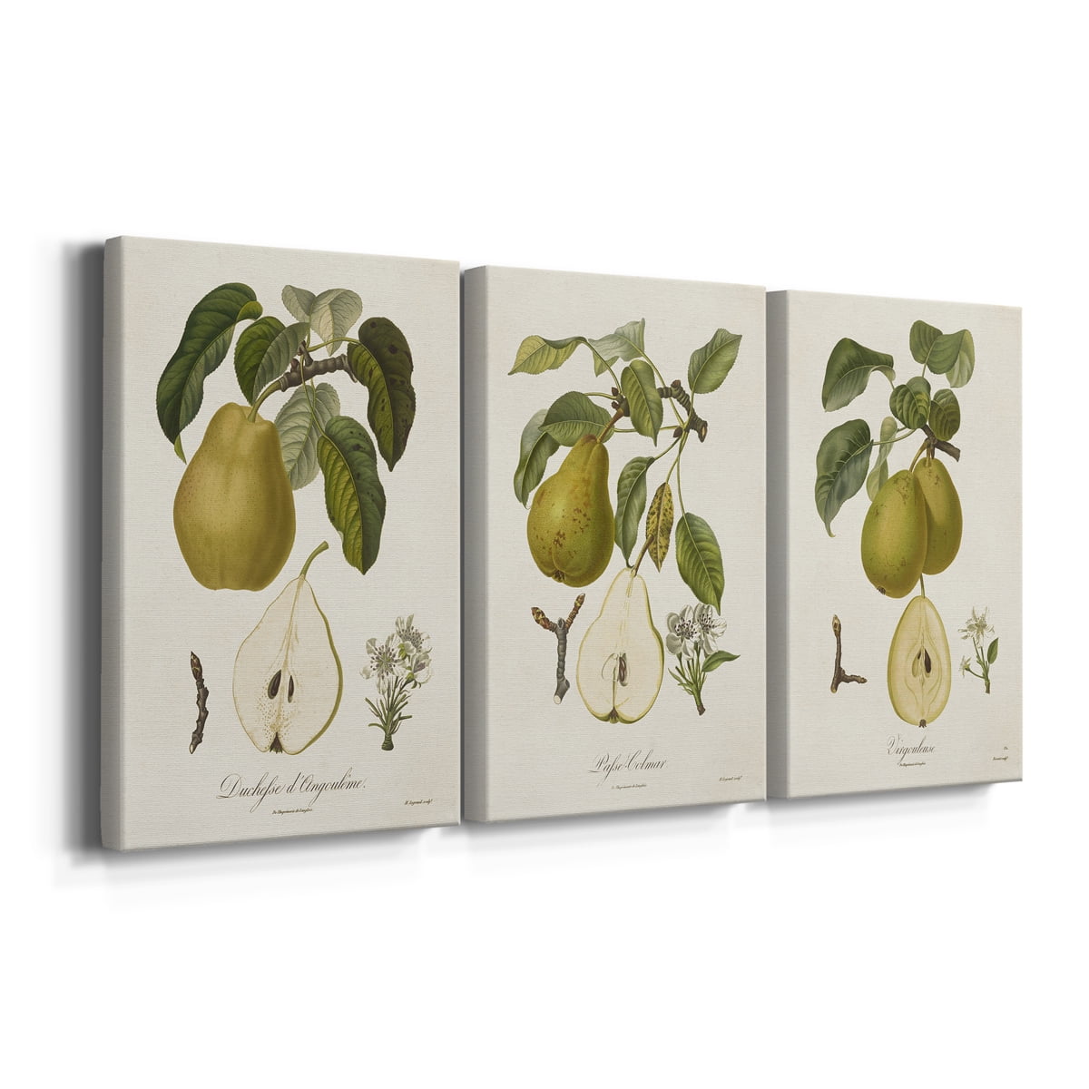 Vintage Pears I Premium Gallery Wrapped Canvas - Ready to Hang - 18 x 27 Each