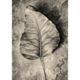 thumbnail image 3 of Incado 11x14 Black Modern Framed Museum Art Print Titled - Dried Leaf, 3 of 5
