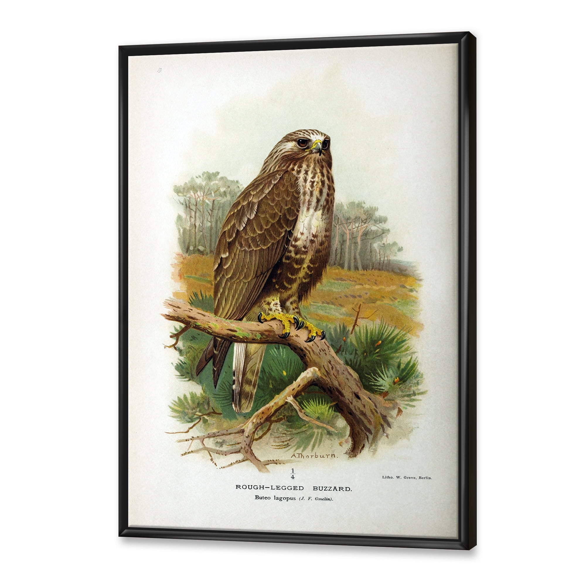 Designart 'Ancient Bird Life IX' Traditional Framed Canvas Wall Art Print