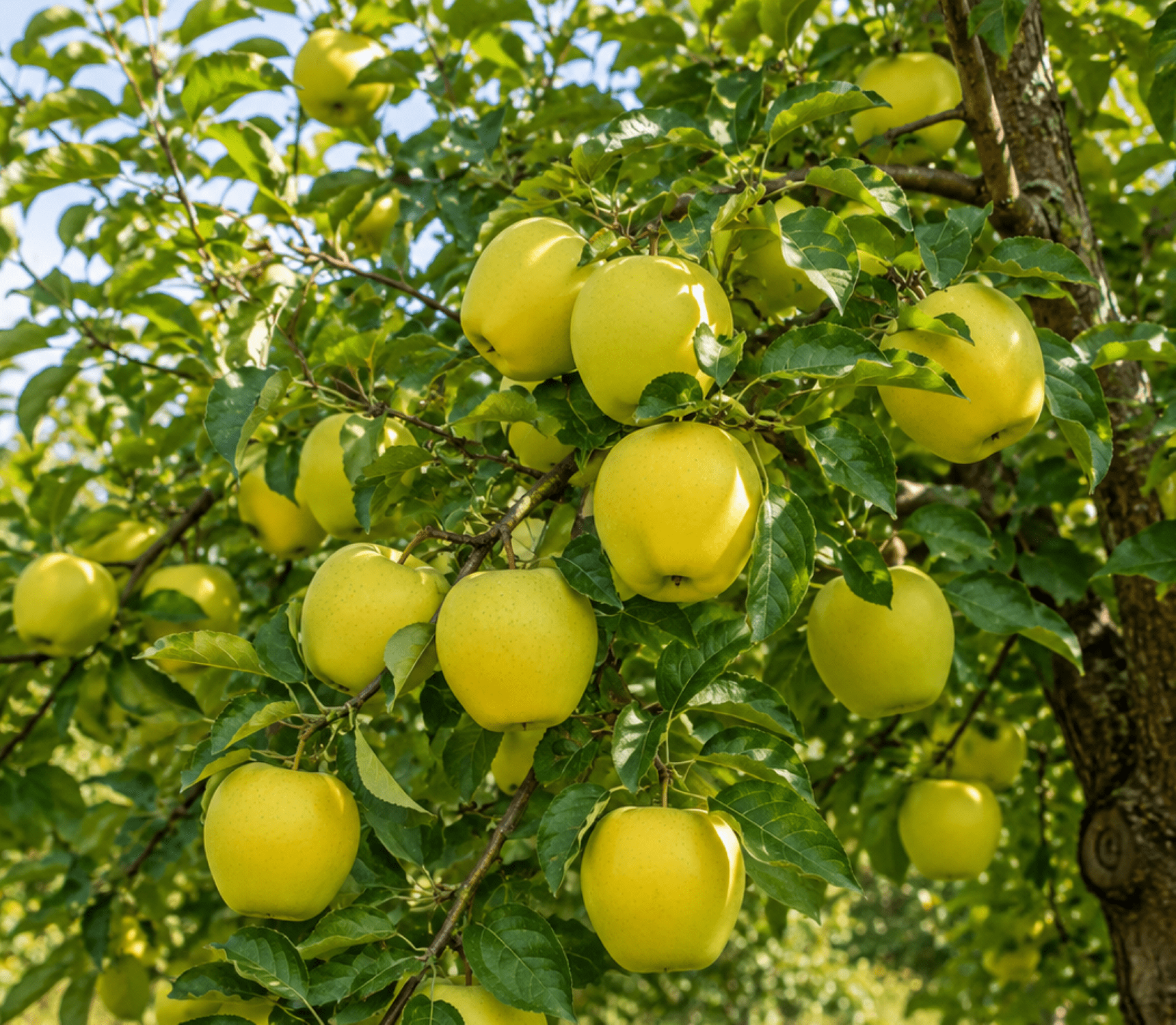 Expert Gardener 3.25 Gallon Apple Golden Delicious Live Tree