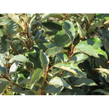 Elaeagnus Pungens I 1 Large Gallon Size Plant I Thorny Olive I Hardy Evergreen Shrub with Fragrant Blooms, Perfect for Hedges, Screening & Ornamental Garden Display