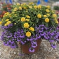 thumbnail image 5 of Better Homes & Gardens 5 Gallon Multicolor Multispecies Annual Combo Outdoor Live Plants Full Sun, 5 of 5
