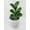6_FICUS_LYRATA, variant on Fiddle Leaf Fig Ficus Lyrata - Live Air-Purifying Indoor Plant in Nursery Pot – Easy Care, Low Maintenance Houseplant for Home & Office Decor, Natural Air Cleaner, Best for Beginners (4"Pot)