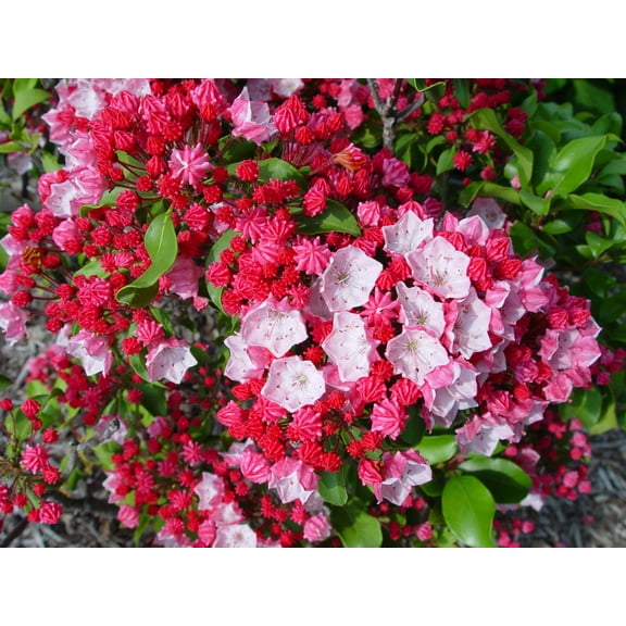 Carol Mountain Laurel