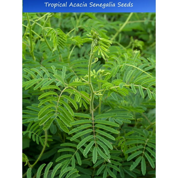 10 Super Rare seeds Acacia /Senegalia catechu -drought tolerant- bright yellow flowers- Container gardening or standard zone 9  mimosa