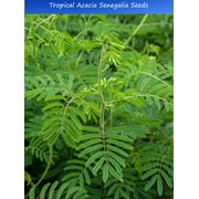 Tropical SEEDS-  Acacia /Senegalia catechu -  20 Heirloom  Seeds -Container Gardening or Standard zone 9+ Yellow Mimosa