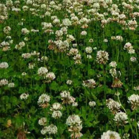 Outsidepride Perennial White Ladino Clover Seed - 5 lbs. Nitrocoated, Inoculated Bulk Clover Seeds, Ideal for Pasture, Forage, Food Plots & Wildlife Ground Cover for Continuous & Rotational Grazing