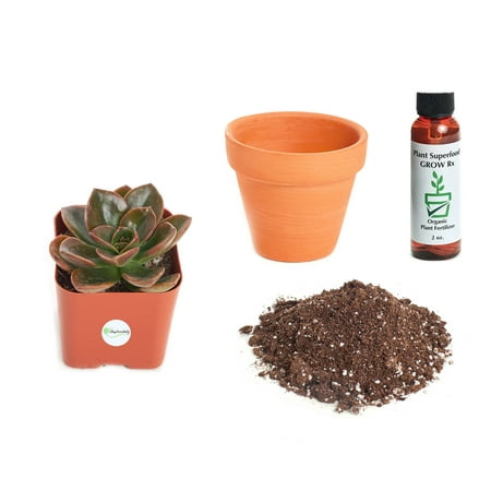 Echeveria Plant - Shop Succulents Echeveria 'Chroma' 2In Plant Kit
