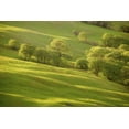 thumbnail image 2 of Paulson, Don 32x23 White Modern Wood Framed Museum Art Print Titled - CA, Redwoods Sunrise on green sloping meadow, 2 of 4
