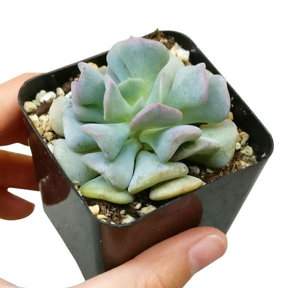 Echeveria Cubic Frost (2"  Plastic Pot) - Tiny, Lovely, Easy to Care Rosette Succulents - Live Succulents for Indoor Places