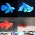 thumbnail image 3 of Luminous Simulation Fake Gold Fish JellyFish Ornaments Silicone Cylinder Fish Tanks, 3 of 8