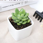 Succulent Plant Potted Mini Office Desktop Green Plant