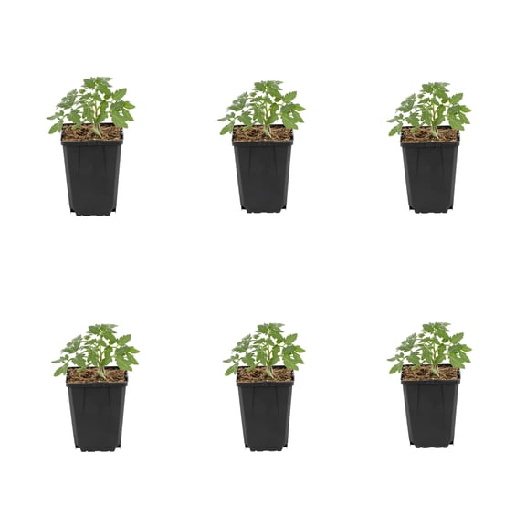 Expert Gardener 1PT Better Boy Tomato Live Edible Plant Sun 6-Pack