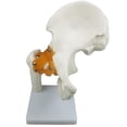thumbnail image 1 of Modelo de estructura de de articulación de cadera humana Zulema Juguetes educativos para niños, 1 of 6
