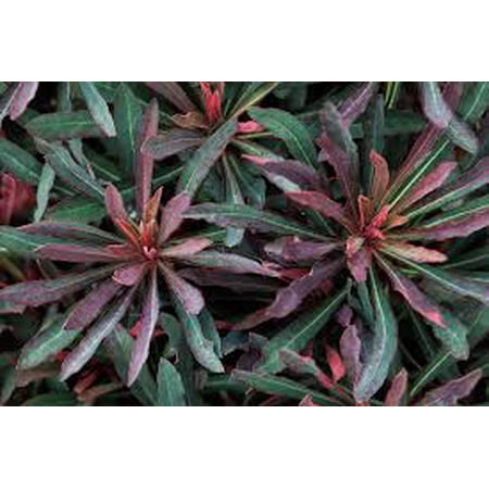 Euphorbia 'Miner's Merlot'–Purple Wood Spurge–Dramatic burgundy foliage 1 Gallon