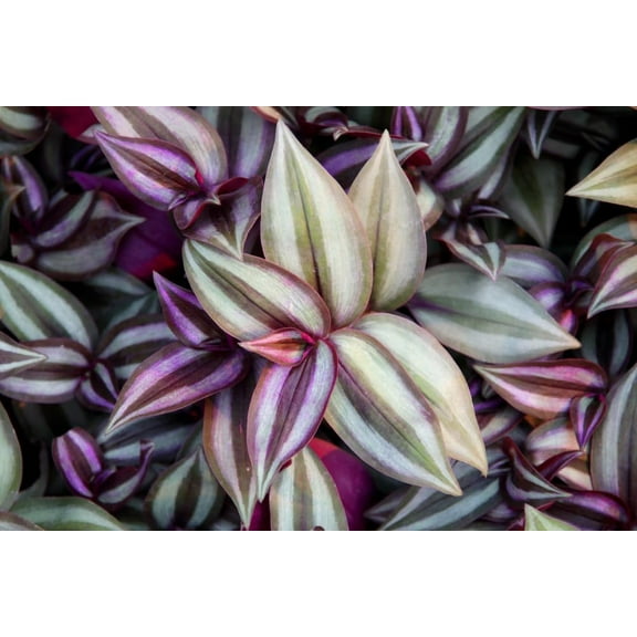 5 Purple Variegated Wandering Jew Cuttings for Planting Indoor, 2-4 Inches Tall, Tradescantia Zebrina Plant - Easy to Grow Indoor Outdoor Plant