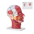 thumbnail image 1 of Cabeza anatómica, cuello, modelo VEVOR, media cabeza humana con musculado, 1 of 9